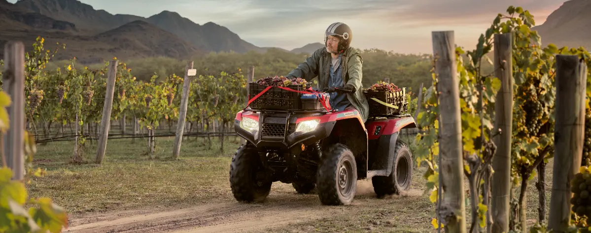 Inspección de viñedos