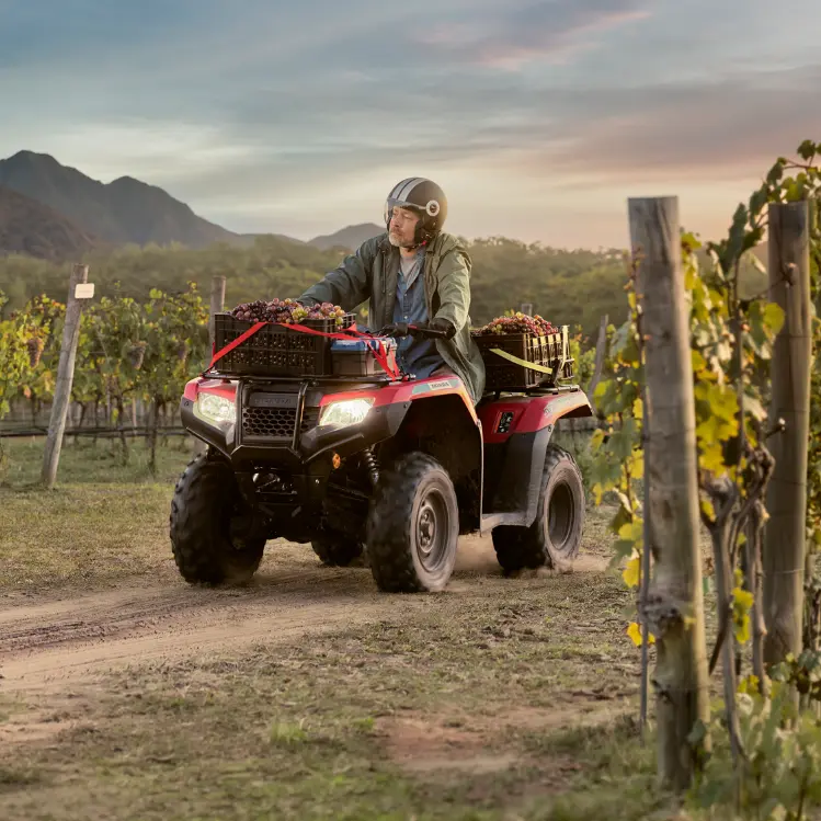 Inspección de viñedos